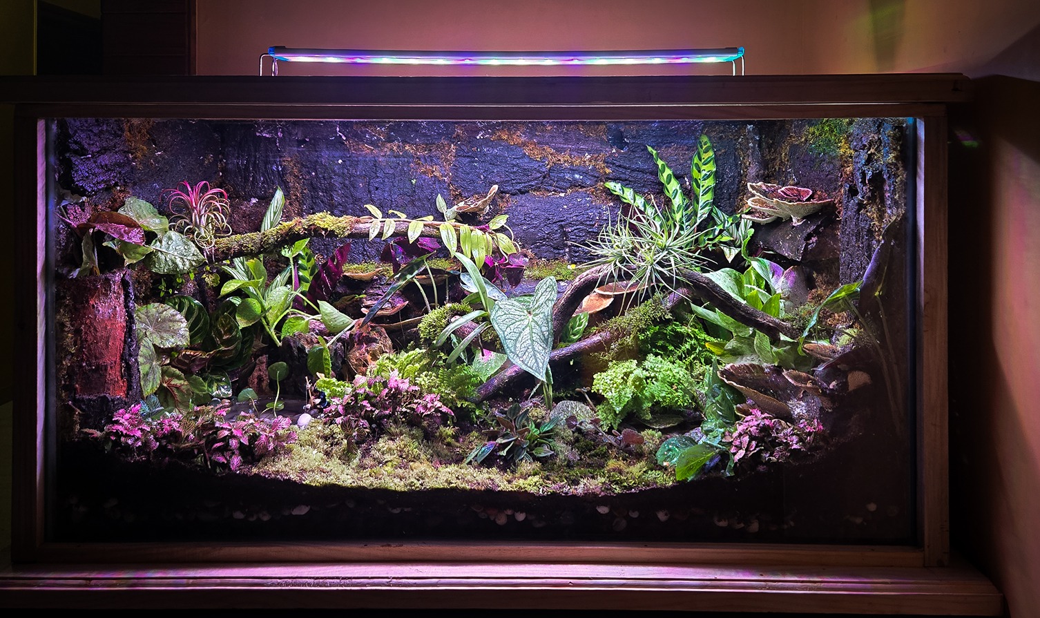best terrarium in india