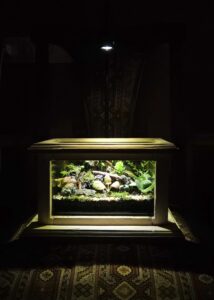 terrarium 1