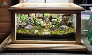 terrarium 10