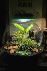 terrarium 3