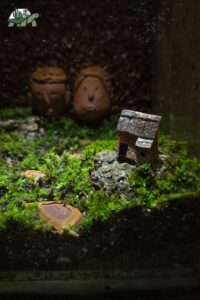 terrarium 6